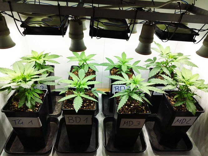 Growreport Bild 1