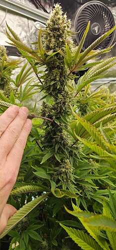Growreport Bild 21
