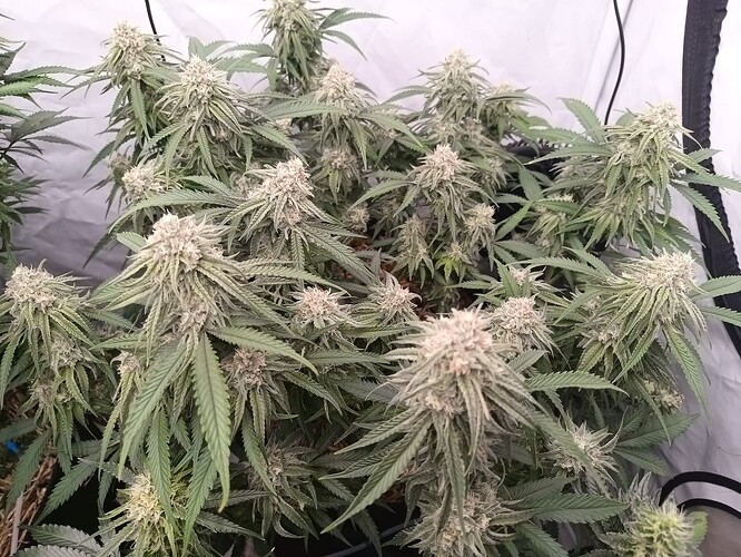 Growreport Bild 2