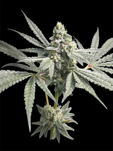 Growreport Bild 59