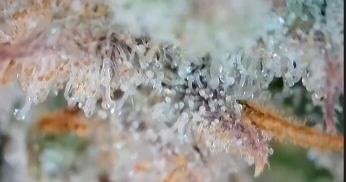 Growreport Bild 10