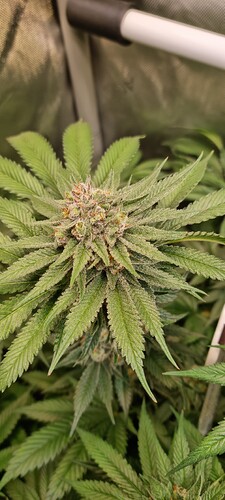 Growreport Bild 37