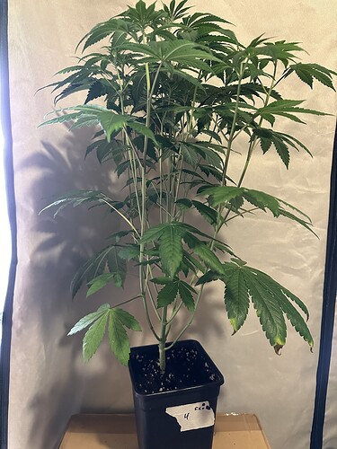 Growreport Bild 17