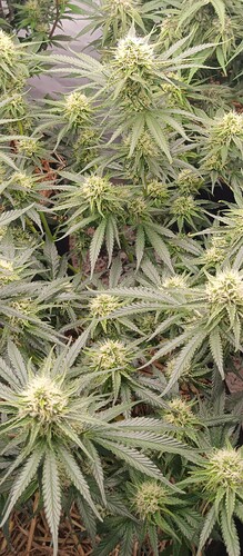 Growreport Bild 4
