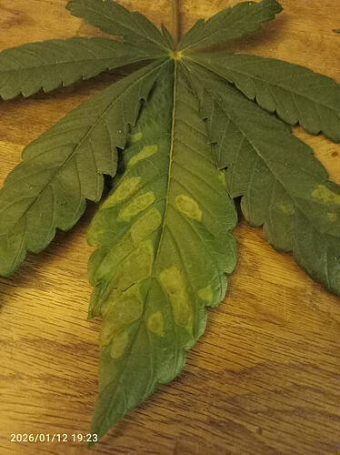 Growreport Bild 2