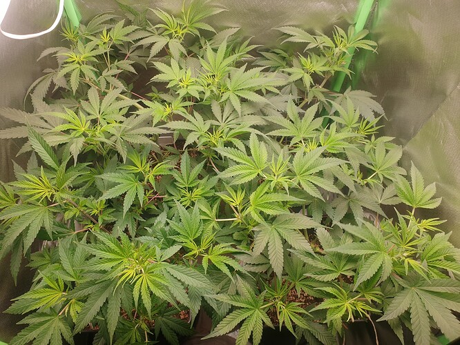 Growreport Bild 2