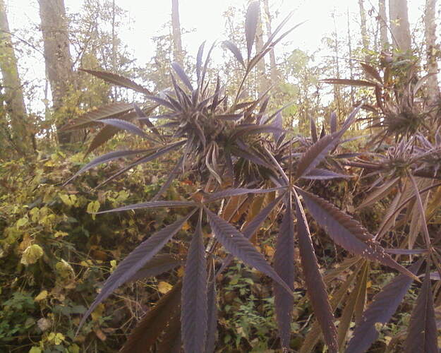 Purple Satellite2