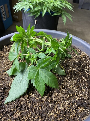 Growreport Bild 12