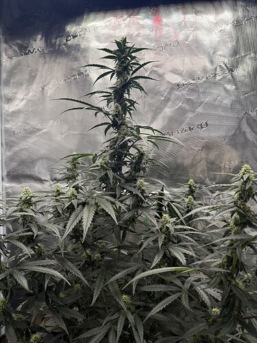 Growreport Bild 5