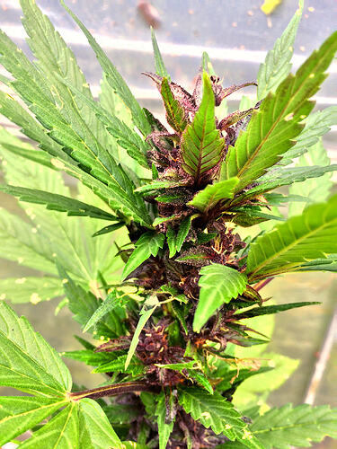 Grow26090609