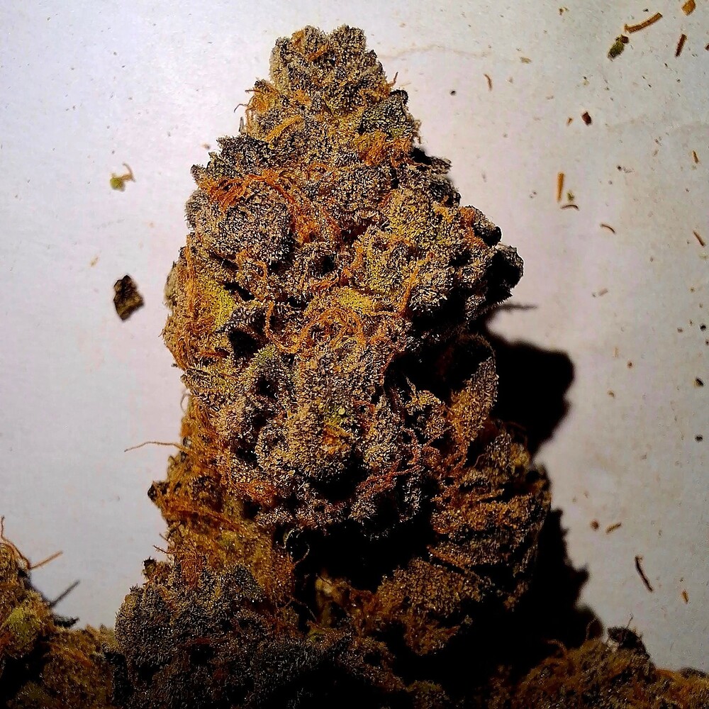 Stofftopf vs Plastiktopf, Mineralisch vs Bio_Blue Gas_ 🫐