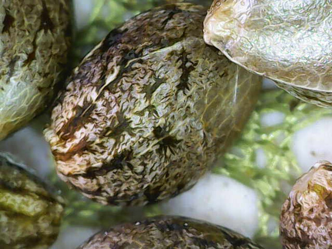 Image_2025-04-10 10_07_04_459