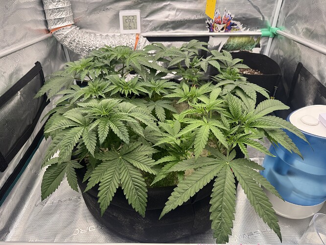 Growreport Bild 3