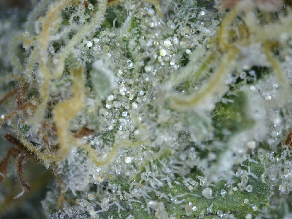 Seriotica Fridge Grow - Zweiter Grow im Kühlschrank - [Beendet]