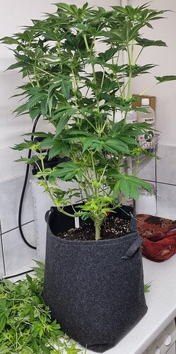 Growreport Bild 17
