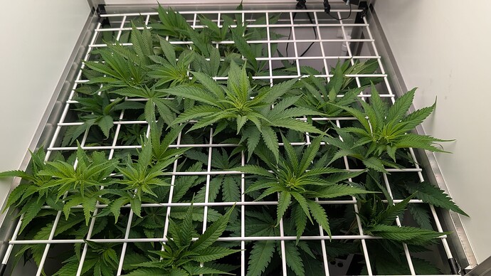 Growreport Bild 11
