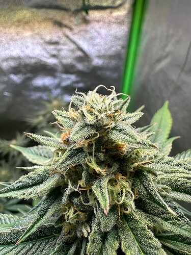 Growreport Bild 8