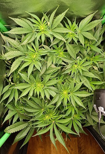 Growreport Bild 1