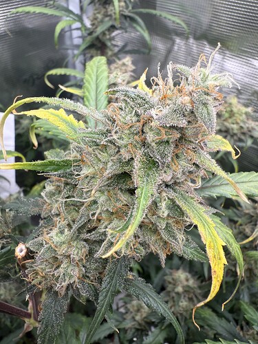 Growreport Bild 8