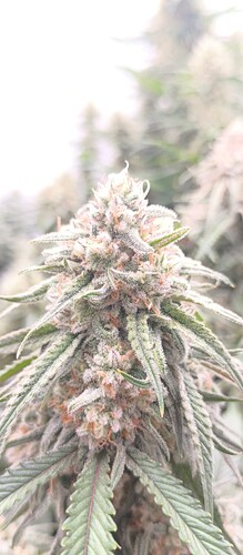 Growreport Bild 3