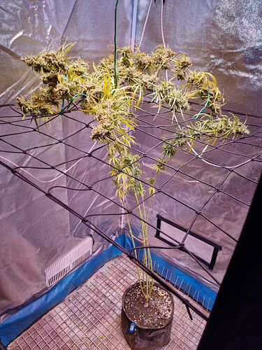 Eine einzelne Cannabis-Pflanze in der Blütephase, die in einem schwarzen Stofftopf in einem Growzelt steht. Die Pflanze hat viele Blütenstände, die von einem Netz gestützt werden, und die Blätter sind teilweise gelb gefärbt.