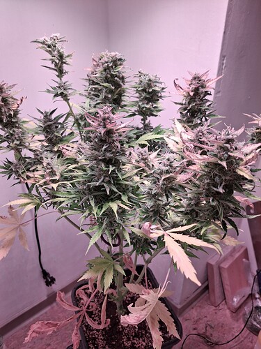 Growreport Bild 27