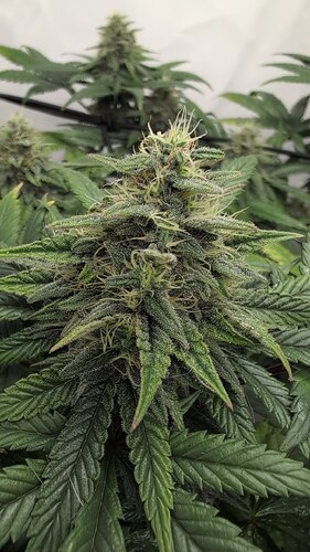 photo_2025-08-14_23-31-03