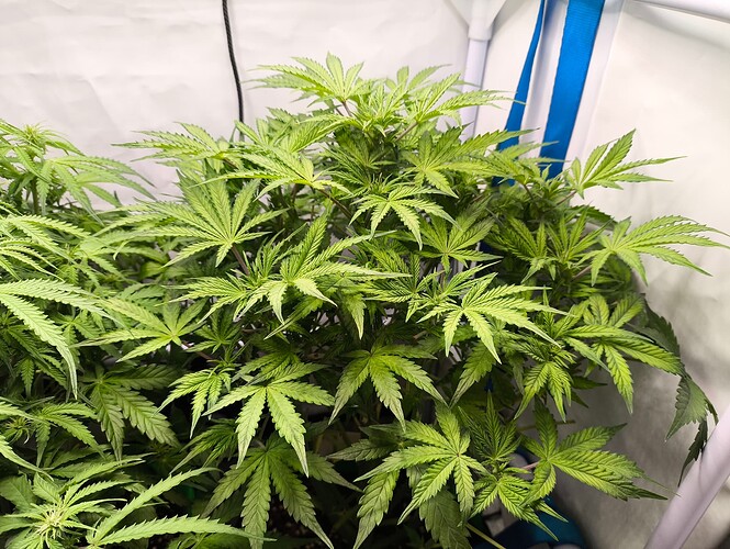 Growreport Bild 32