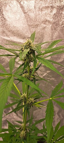 Growreport Bild 22