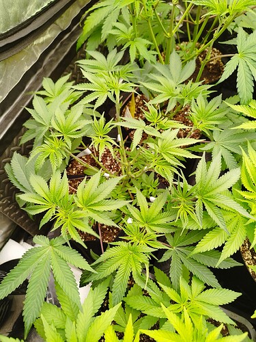 Mehrere junge Cannabispflanzen in Töpfen, die sich in der Wachstumsphase befinden. Die Blätter sind hellgrün und zeigen ein gesundes Wachstum.