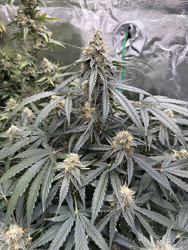 Growreport Bild 33