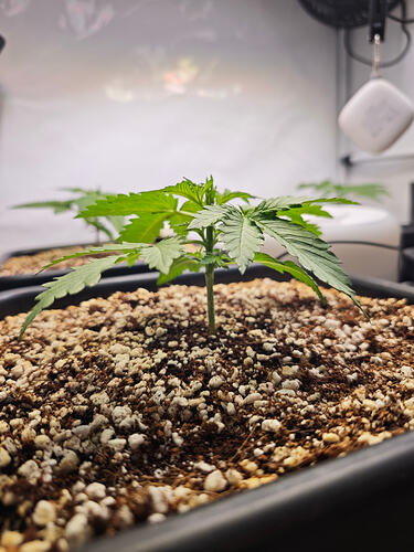 Growreport Bild 39
