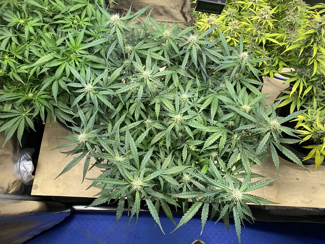 Growreport Bild 10