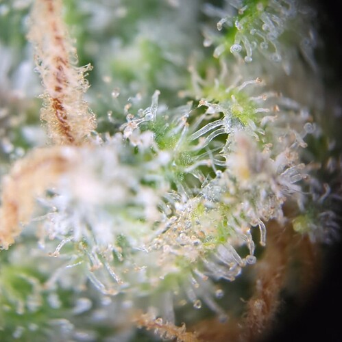 Growreport Bild 3