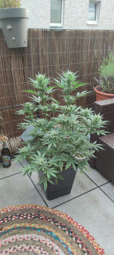 IMG_20260608_195446