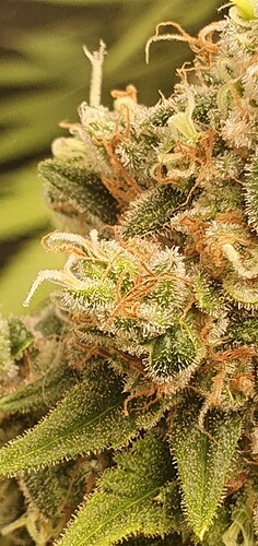 Growreport Bild 4