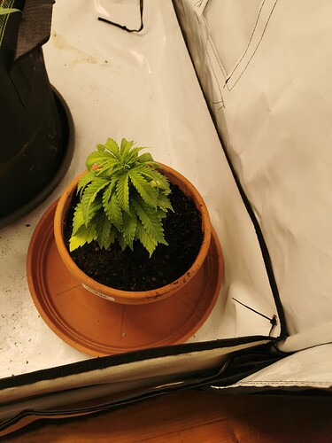 Growreport Bild 4