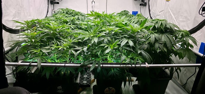 Growreport Bild 39