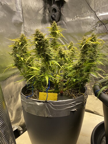 Growreport Bild 17