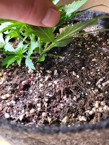 Growreport Bild 30