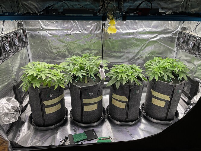 Vier Cannabis-Pflanzen im Wuchsstadium in Stofftöpfen, die in einer Growbox stehen. Die Töpfe sind mit Namen wie 'Orange Bud Mila', 'Orange Bud Gioia', 'Langelle Arielle' und 'Langelle Olga' beschriftet.
