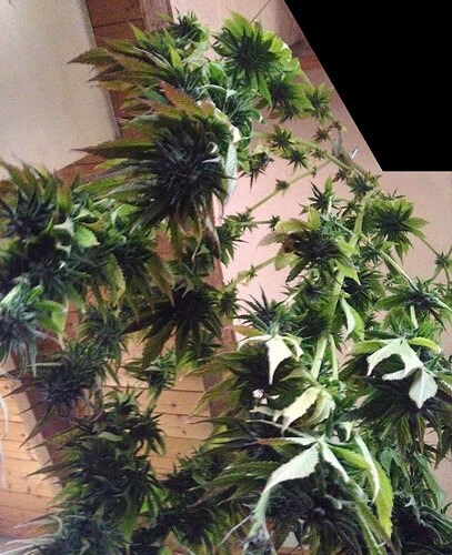 Growreport Bild 10