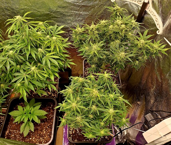 Growreport Bild 2