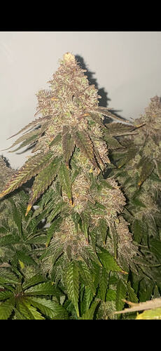 Growreport Bild 26