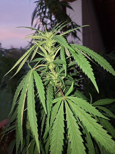 Growreport Bild 3
