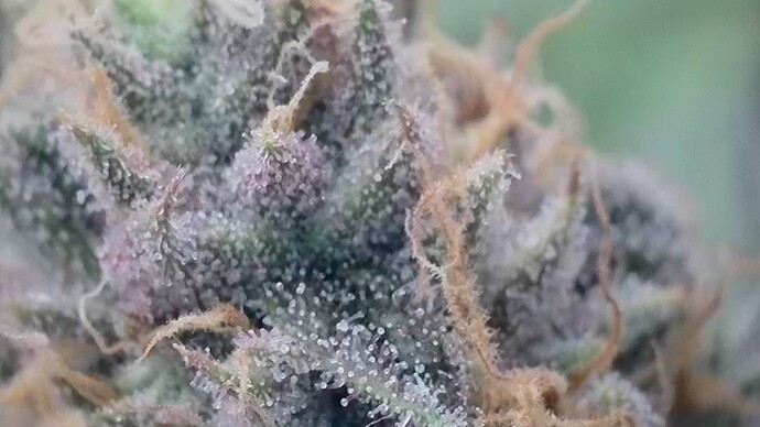 Growreport Bild 5