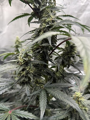 Growreport Bild 33