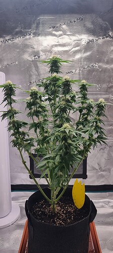 Growreport Bild 1