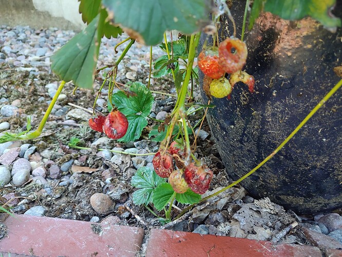 Growreport Bild 26