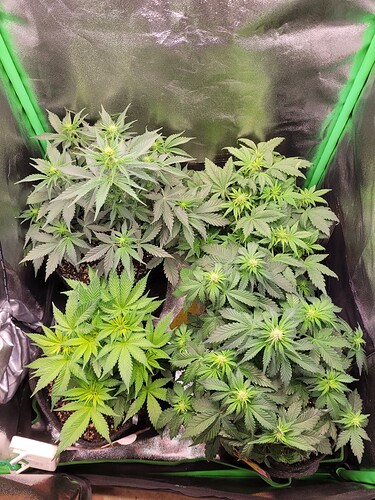 Growreport Bild 14